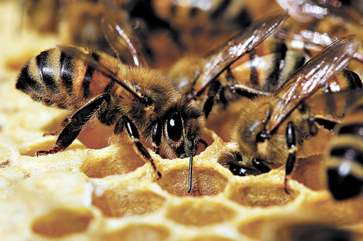 FRANCE-BEES/
